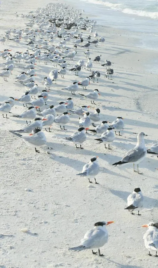 2 Bed South End Beachfront At Popular Seawinds Marco Island